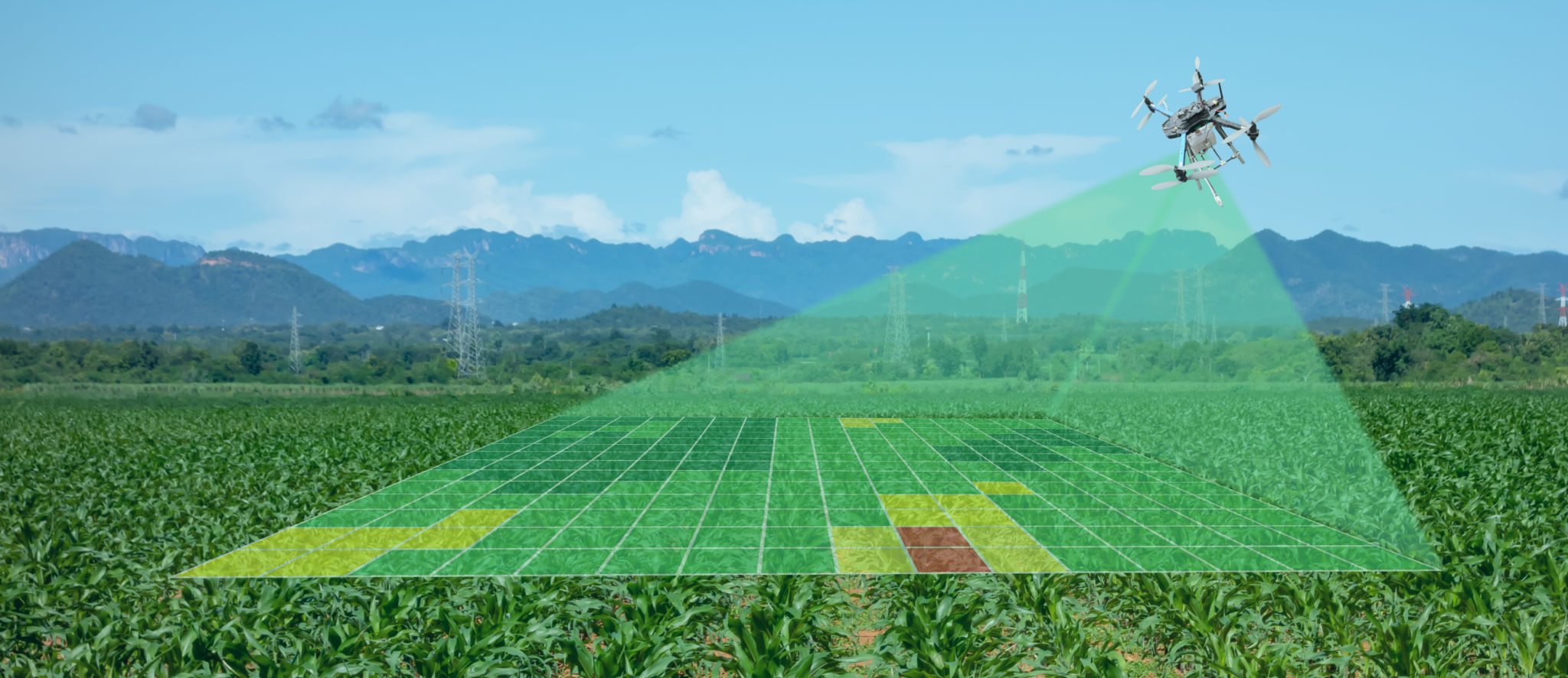 Healthy crop rows